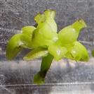  Female flower-Lateral view